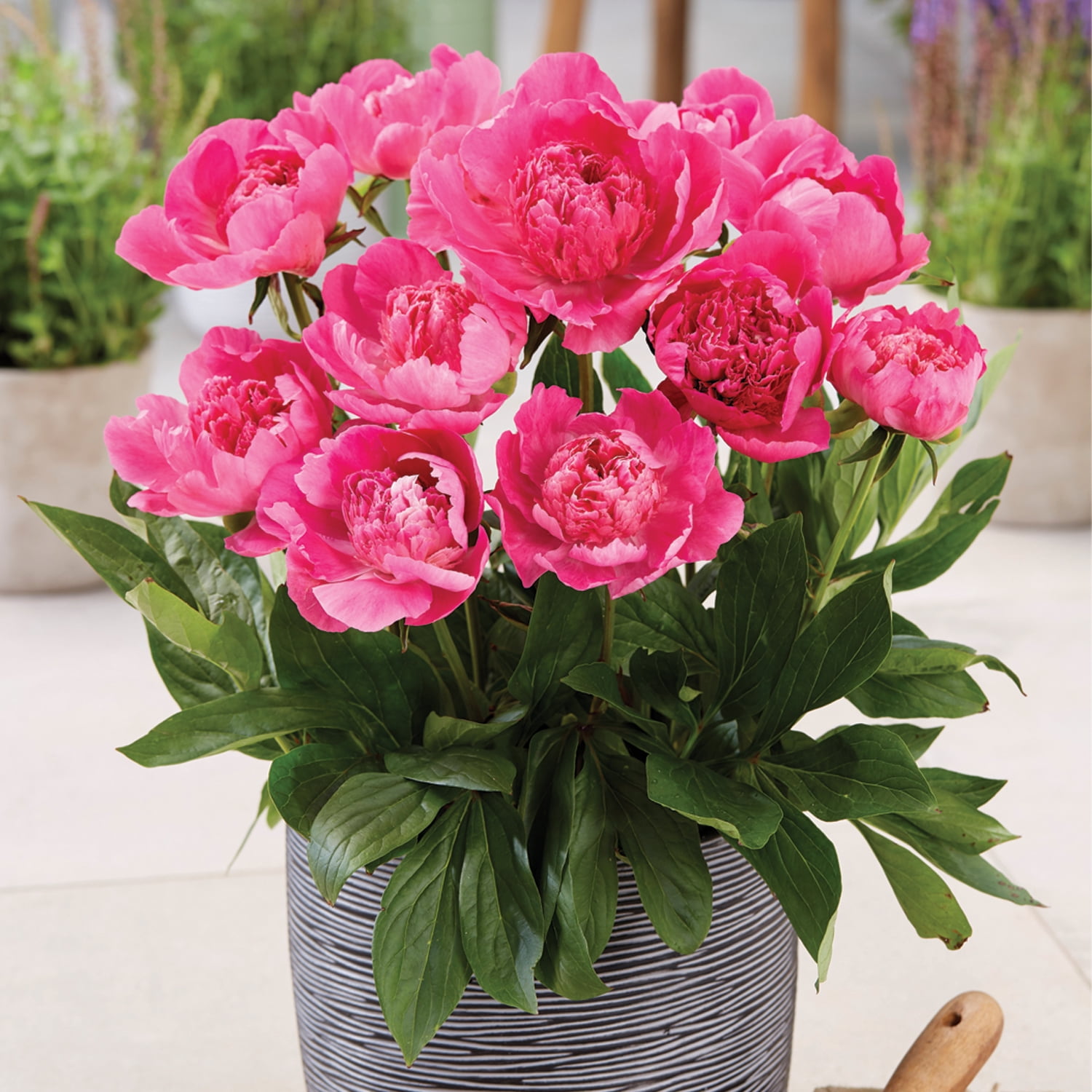 Van Zyverden Patio Peony™ Rome, Dormant Bare Root Plant Van Zyverden Patio Peony™ Rome, Dormant Bare Root Plant