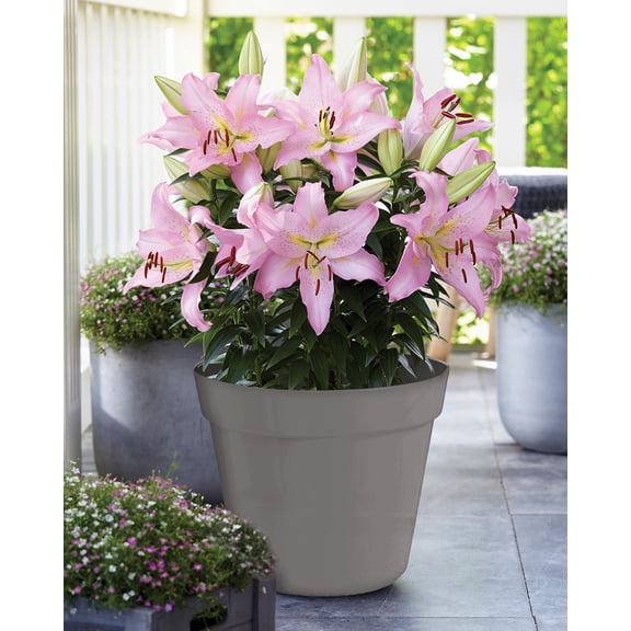 Van Zyverden Patio Smart Romance Lilies with Metal Planter, Nursery Pot, Medium, Gloves and Planting Stock, 7 Bulbs, Pink, Partial Sun, Perennial, Fragrant, 8lbs