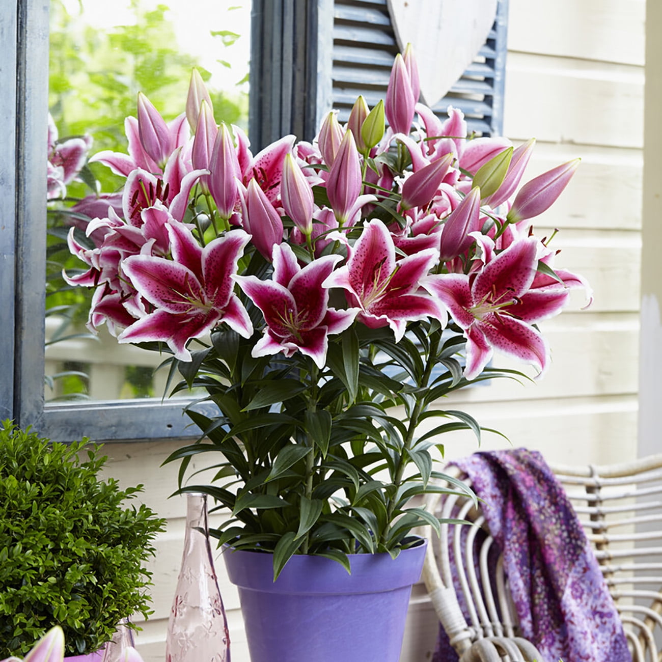 Van Zyverden Patio Star Romance Lilies with Metal Planter, Nursery Pot, Medium, Gloves and Planting Stock, 7 Bulbs, Red, Partial Sun, Perennial, Fragrant, 8lbs