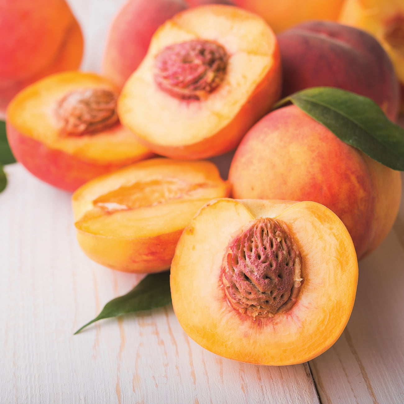Van zyverden peach tree contender 1 plant root stock pink full sun