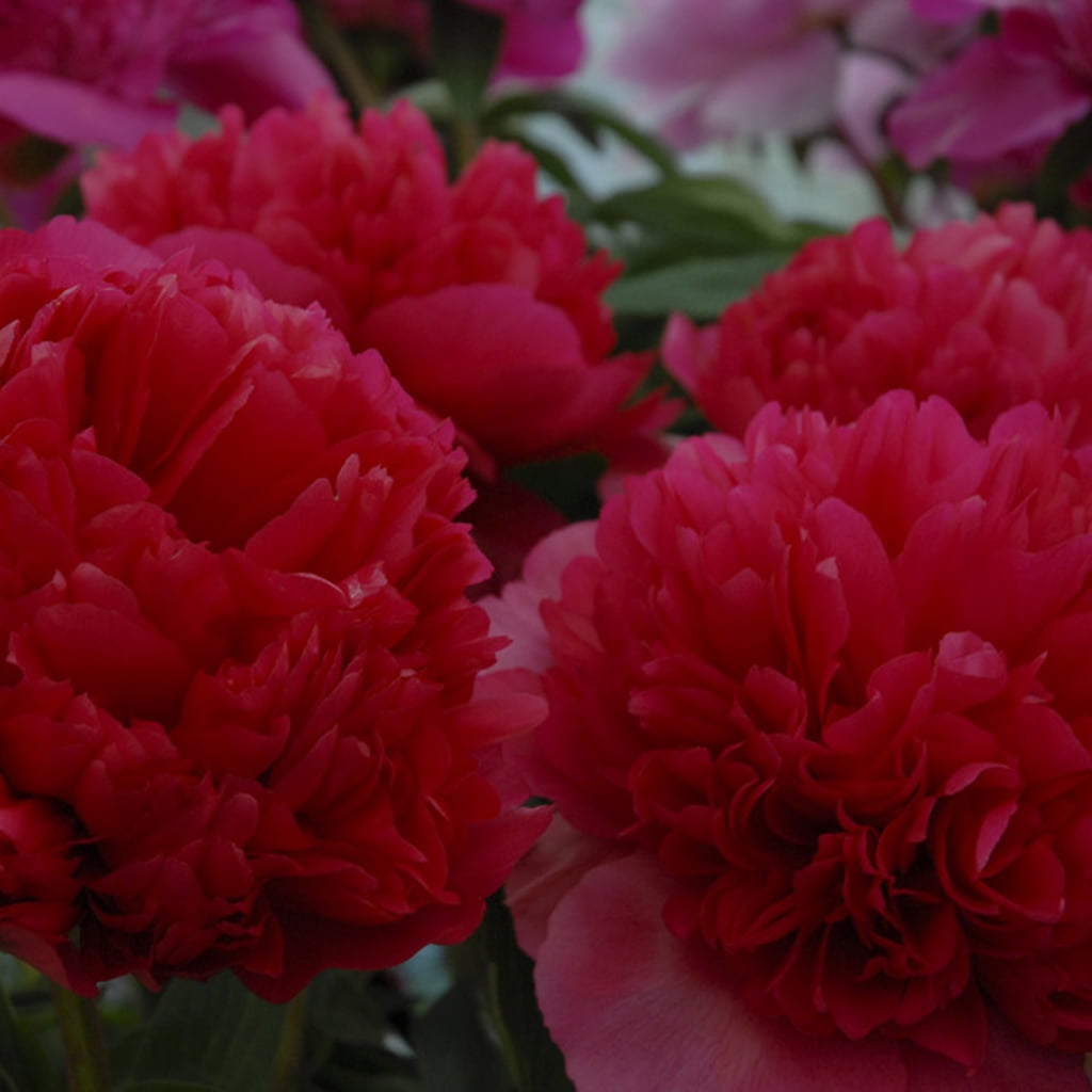 Van Zyverden Peonies Command Performance 1 Plant Root Red Van Zyverden Peonies Command Performance 1 Plant Root Red