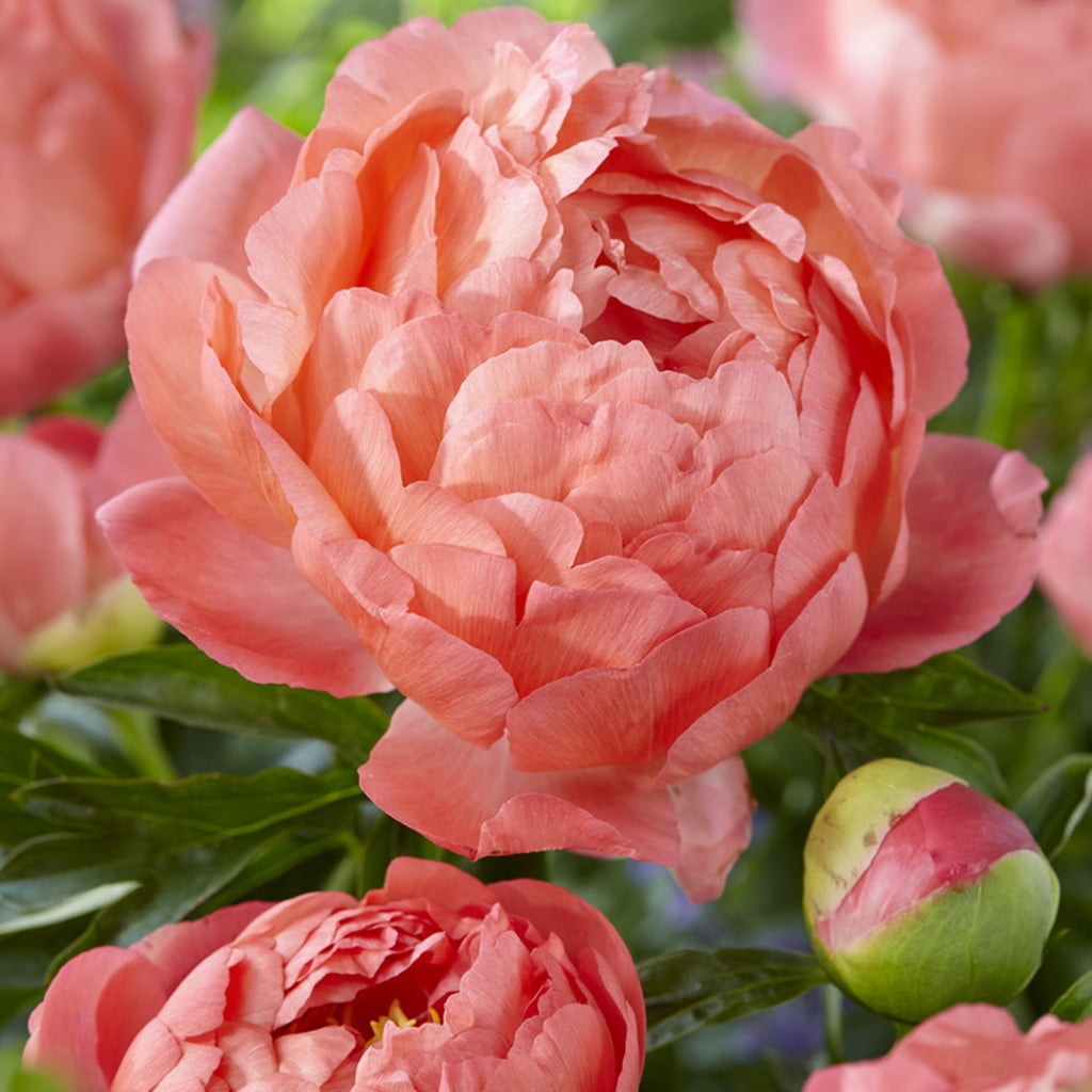 Van Zyverden Peonies Coral Sunset Set of 3 Plant Roots Orange Partial Sun Perennial Fragrant 1 lb