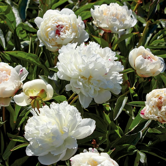 Van Zyverden Peonies Festiva Maxima Set of 3 Plant Roots White Partial Sun Perennial Fragrant 1 lb