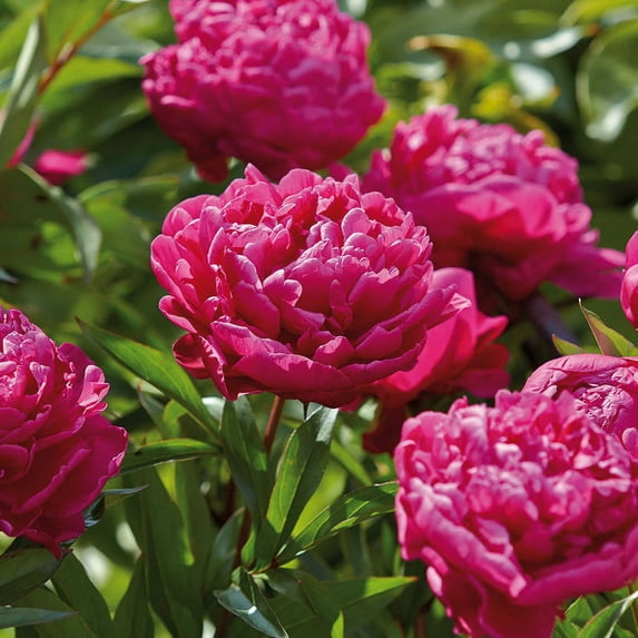 Van Zyverden Peonies Karl Rosenfield Set of 3 Plant Roots Red Partial Sun Perennial Fragrant 1 lb
