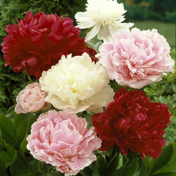 Van Zyverden Peonies, Mixed Colors Set of 3 Plant Roots