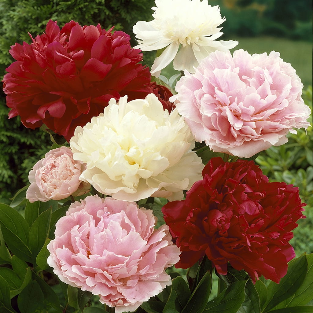 Van Zyverden Peonies Mixed Colors Set of 6 Plant Roots Mixed Part