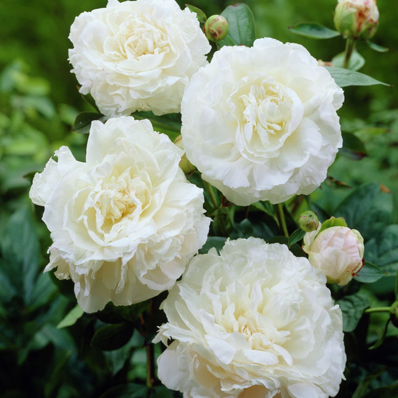 Van Zyverden Peonies Mother's Choice Set of 3 Plant Roots White Partial Sun Perennial Fragrant 1 lb