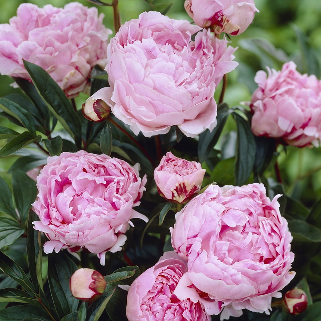 Van Zyverden Peonies Sarah Bernhardt Quantity Landscape Set of 100 Plant Roots Pink Partial Sun
