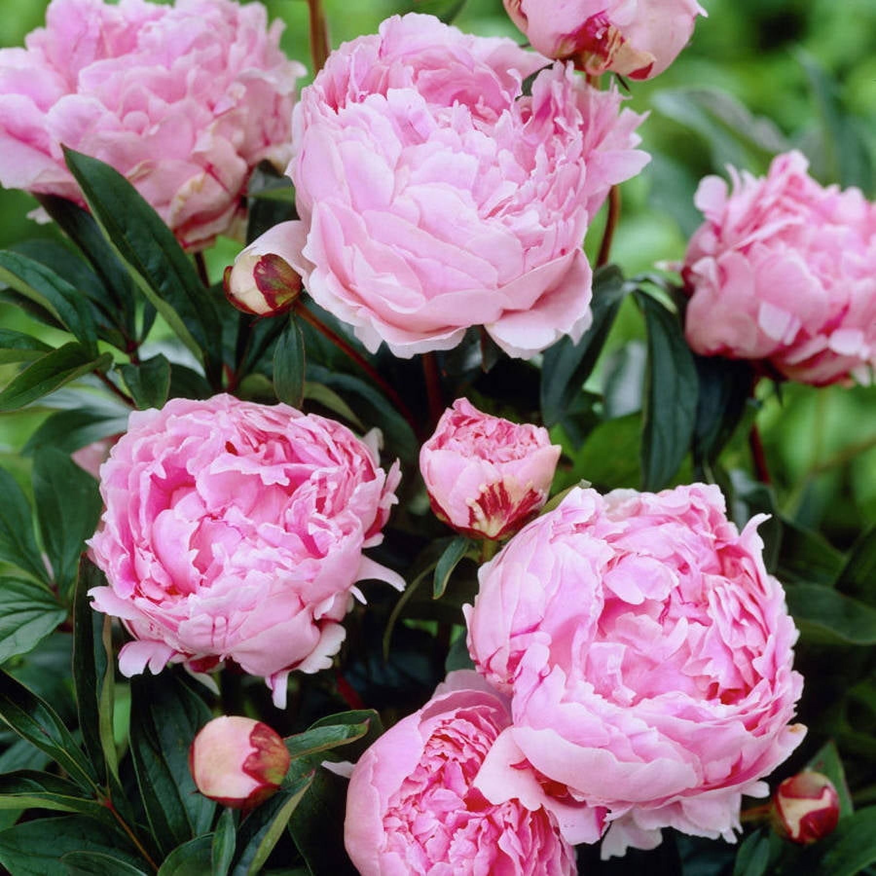 Peony Van Zyverden Peony Felix Crousse, Red Blooms, Perennial Plant