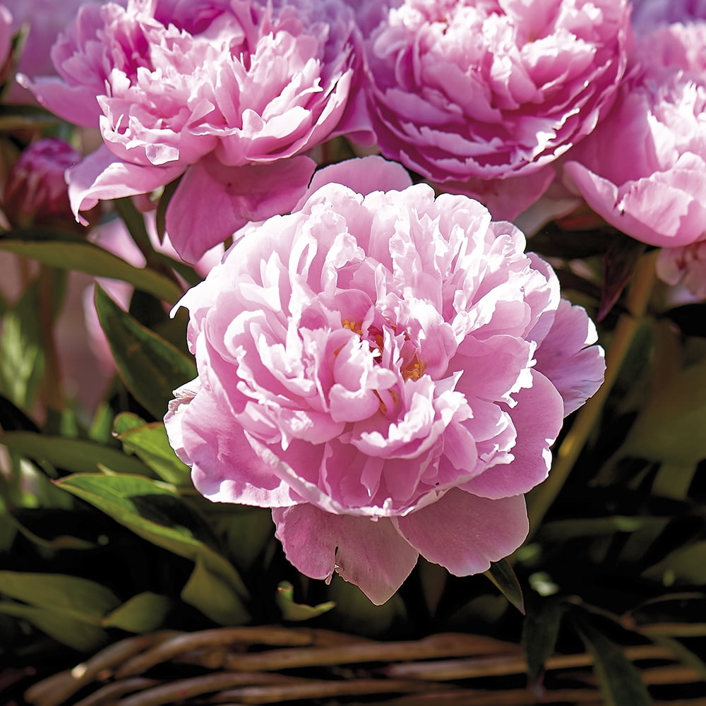 Van Zyverden Peonies Sarah Bernhardt Set of 5 Plant Roots Pink