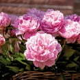 thumbnail image 1 of Van Zyverden Peonies Sarah Bernhardt- Set of 6 Plant Roots Pink Partial Sun Perennial Fragrant 2 lbs, 1 of 6