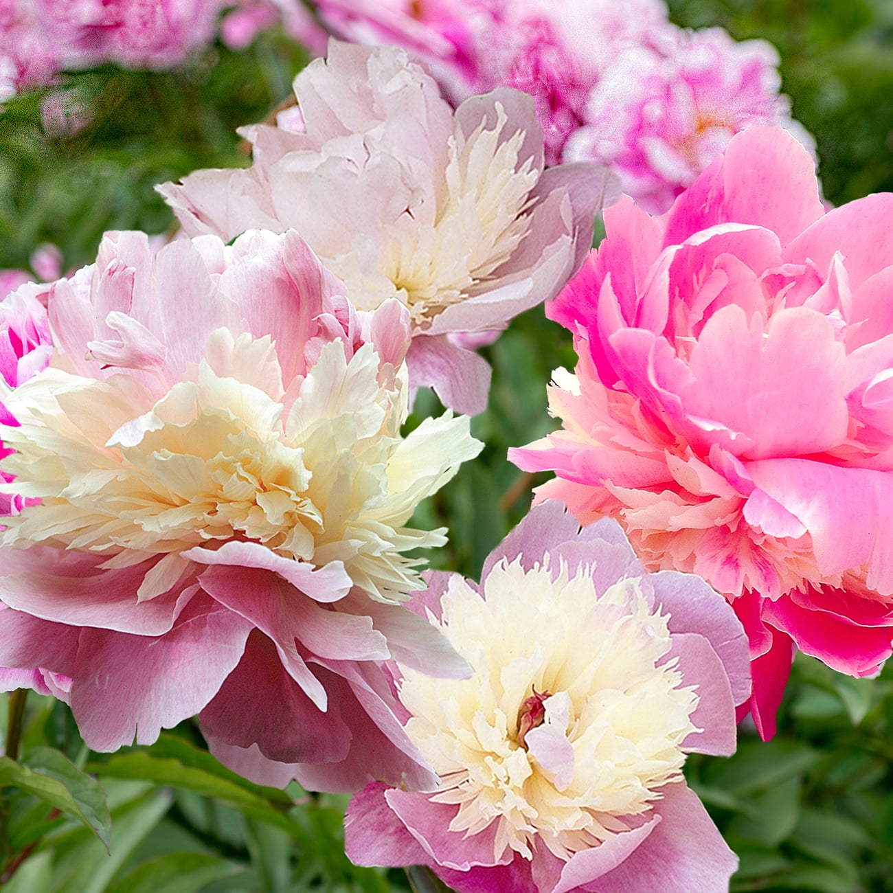 Sorbet Pink and Cream Perennial Peony Flower Pack