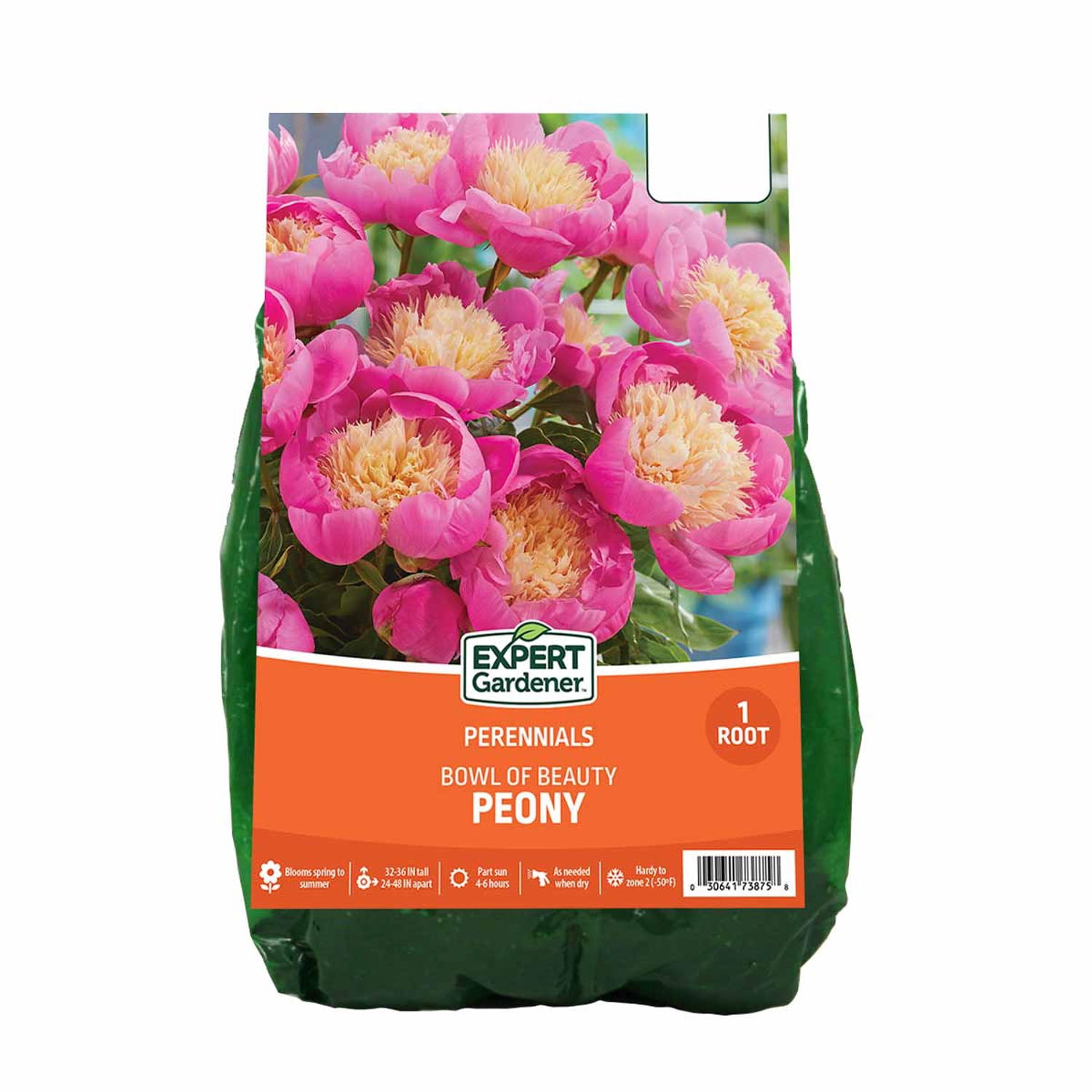 pink ice protea plant Buy Wholesale Pink Ice Protea Flower in Bulk