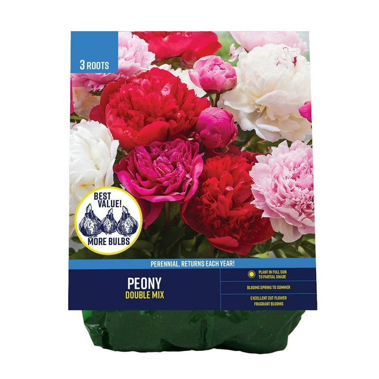 Paeonia, 'Nike' hybrid tree peony – Cricket Hill Garden