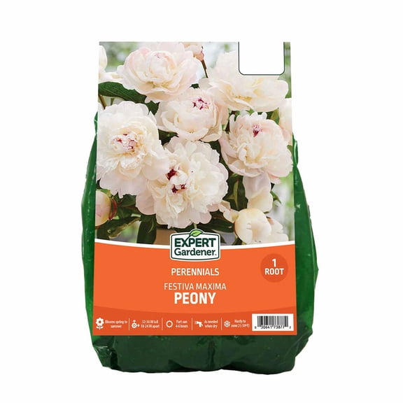 Expert Gardener Peony Festiva Maxima Bare Root Plant, Partial Sun, White, Perennial
