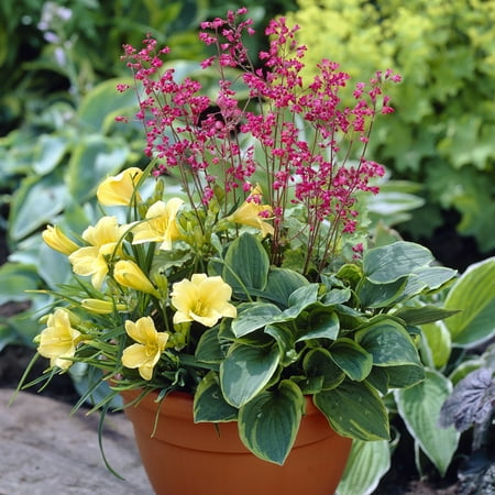 Van Zyverden Perennial Patio Container Collection Set of 3 Plant Roots Multicolor Partial Sun Easy to Grow 2 lb