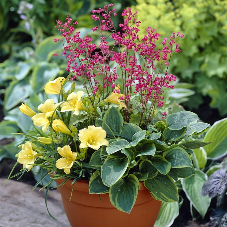 Van Zyverden Perennial Patio Container Collection Set of 3 Plant Roots  Multicolor Partial Sun Easy to Grow 2 lb