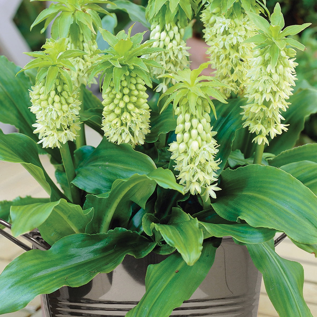 Van Zyverden Pineapple Lily with Stainless Metal Planter, Soil and Growers Pot 1 Bulb Multicolor Partial Sun Flowering 2 lbs
