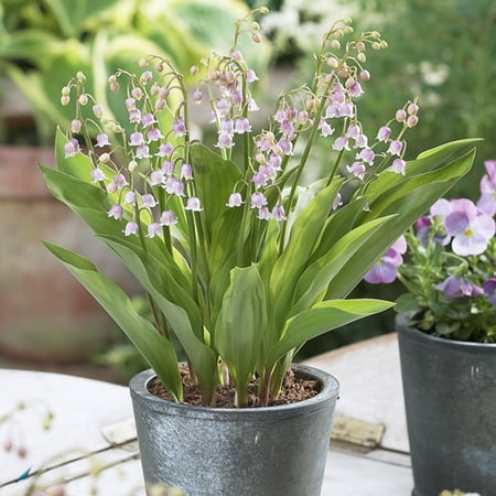 Van Zyverden Pink Lily of The Valley Set of 6 Plant Roots Pink Partial Shade Deer Resistant 1 lb