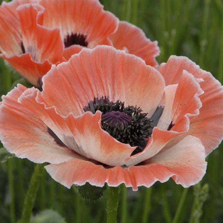 Van Zyverden Poppies Carnival 3 Plant Roots Multicolor Full Sun