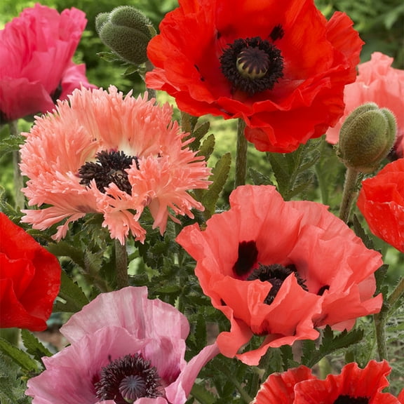 Van Zyverden Poppies Collection 2 Varieties Set of 10 Plant Roots Multicolor Full Sun Perennial Deer Resistant 2 lbs