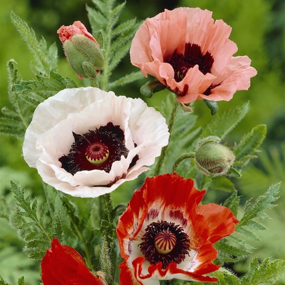Van Zyverden Poppies Mixed, 3 Plant Roots, Multi-color, Full Sun, Perennial, Deer Resistant, 1lb