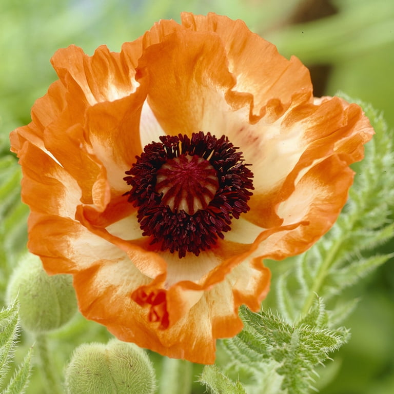 Van Zyverden Poppies Orange Set of 5 Plant Roots Orange Full Sun