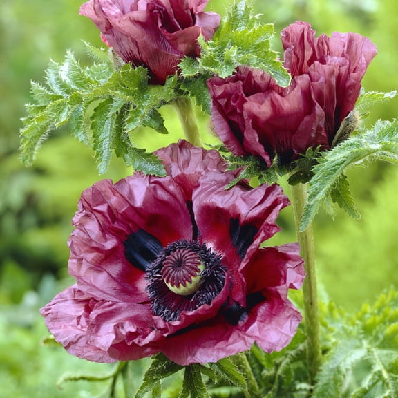 Van Zyverden Poppies Patty's Plum 3 Plant Roots Purple Full Sun Perennial Deer Resistant 1 lb
