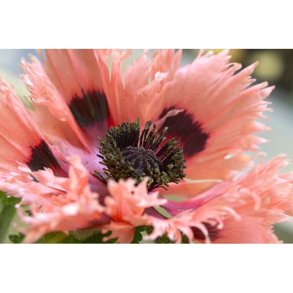 Van Zyverden Poppies Pink Ruffles Set of 5 Plant Roots Pink Full Sun Perennial Deer Resistant 1 lb