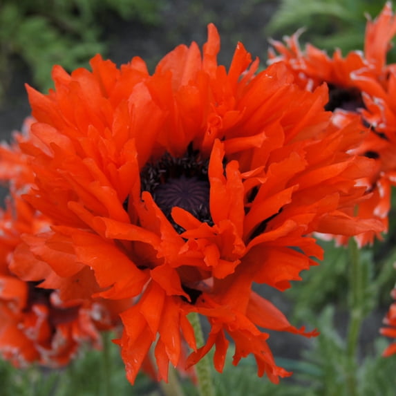 Van Zyverden Poppies Ruffled Princess of Orange Set of 3 Plant Roots Orange Full Sun Perennial Deer Resistant 1 lb