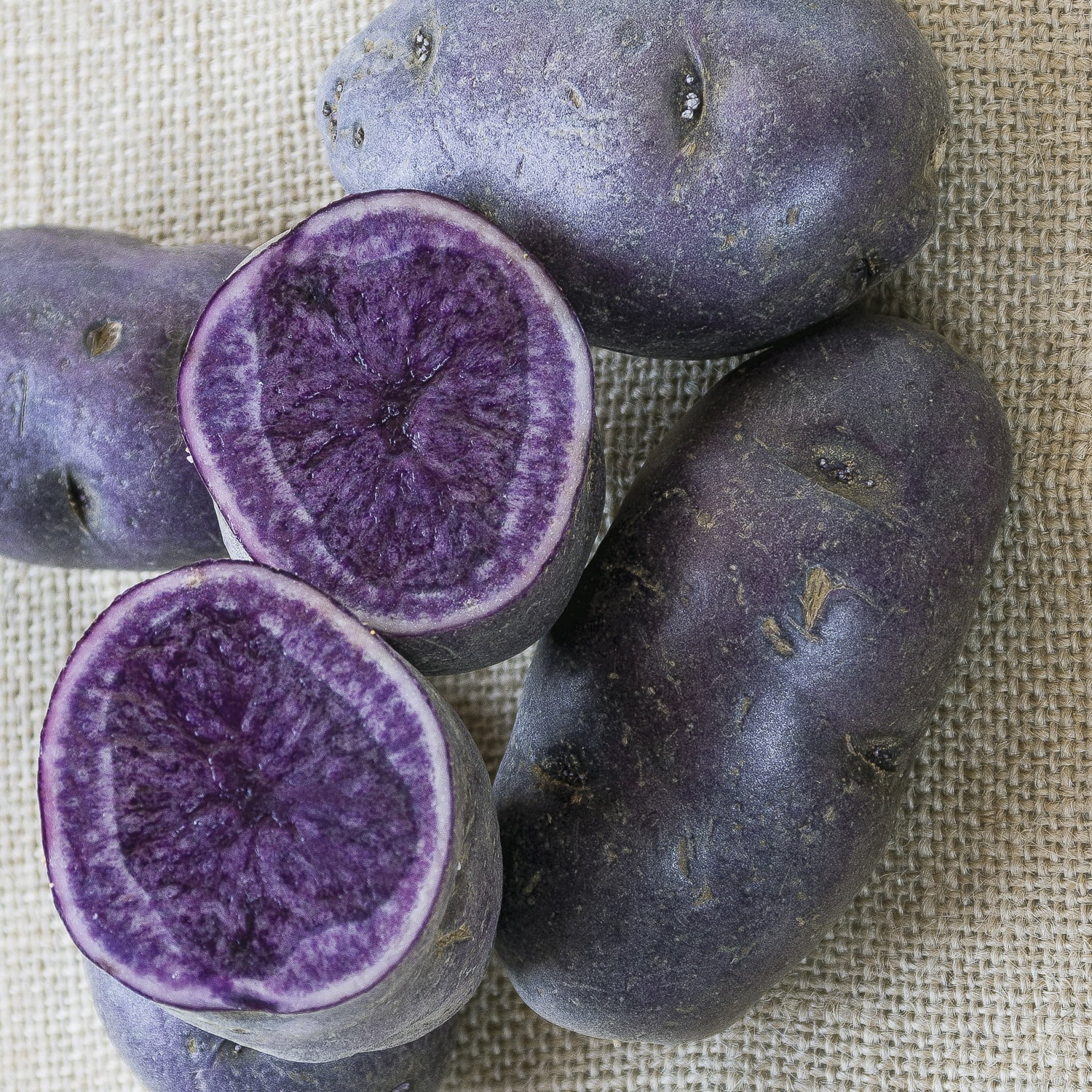 Van Zyverden Potatoes Adirondack Blue Set of 12 Bulbs Multicolor Full Sun