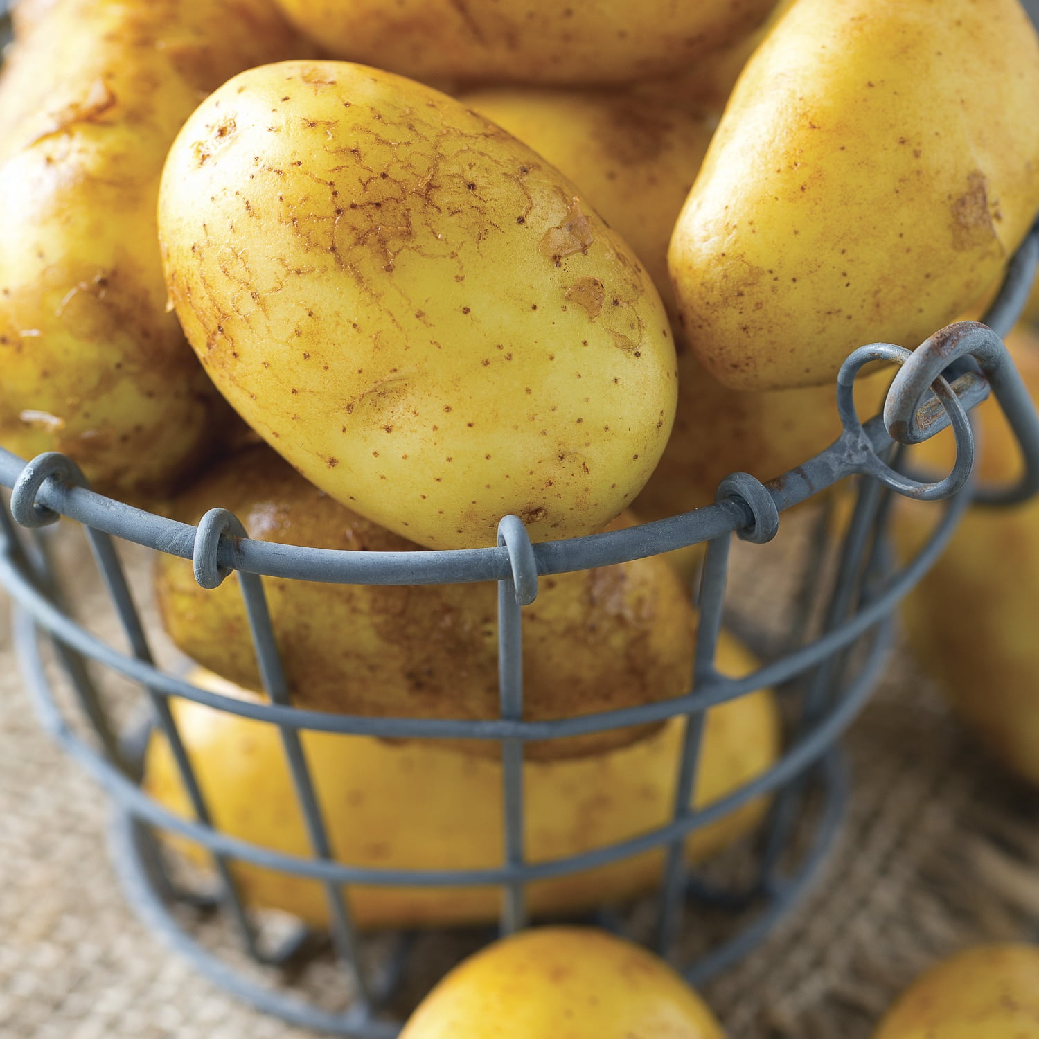 Van Zyverden Potatoes Yukon Gold Set of 12 Bulbs Pink Full Sun