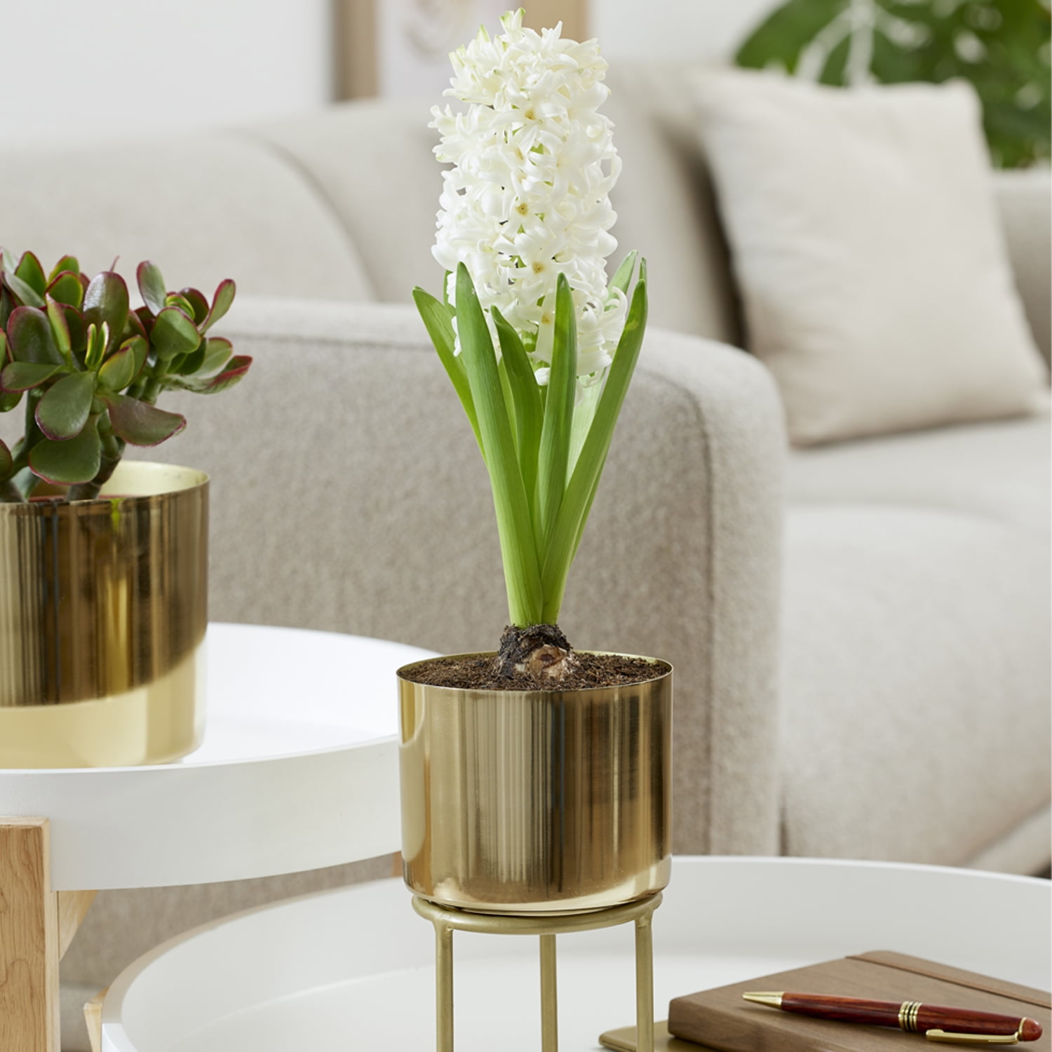 Van Zyverden Pre-Chilled Planted Hyacinth Carnegie with Iron Faux Brass Finish Planter Stand and 1 Bulb White Partial Sun Perennial Fragrant 2 lbs