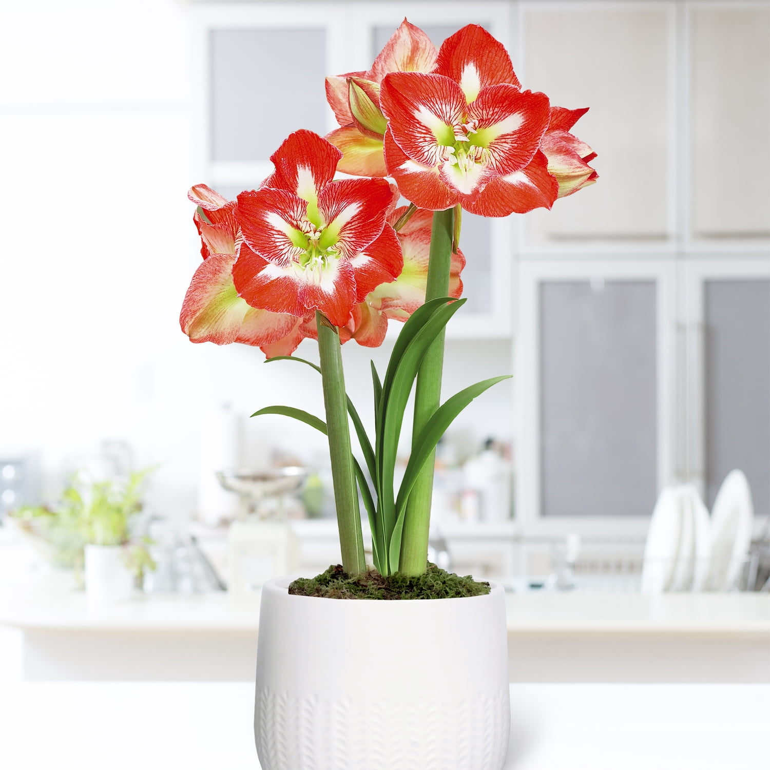 Van Zyverden Pre-Planted Amaryllis Minerva with White Cache Ceramic Planter and 1 Bulb Multicolor Partial Sun Perennial Easy to Grow 2 lbs