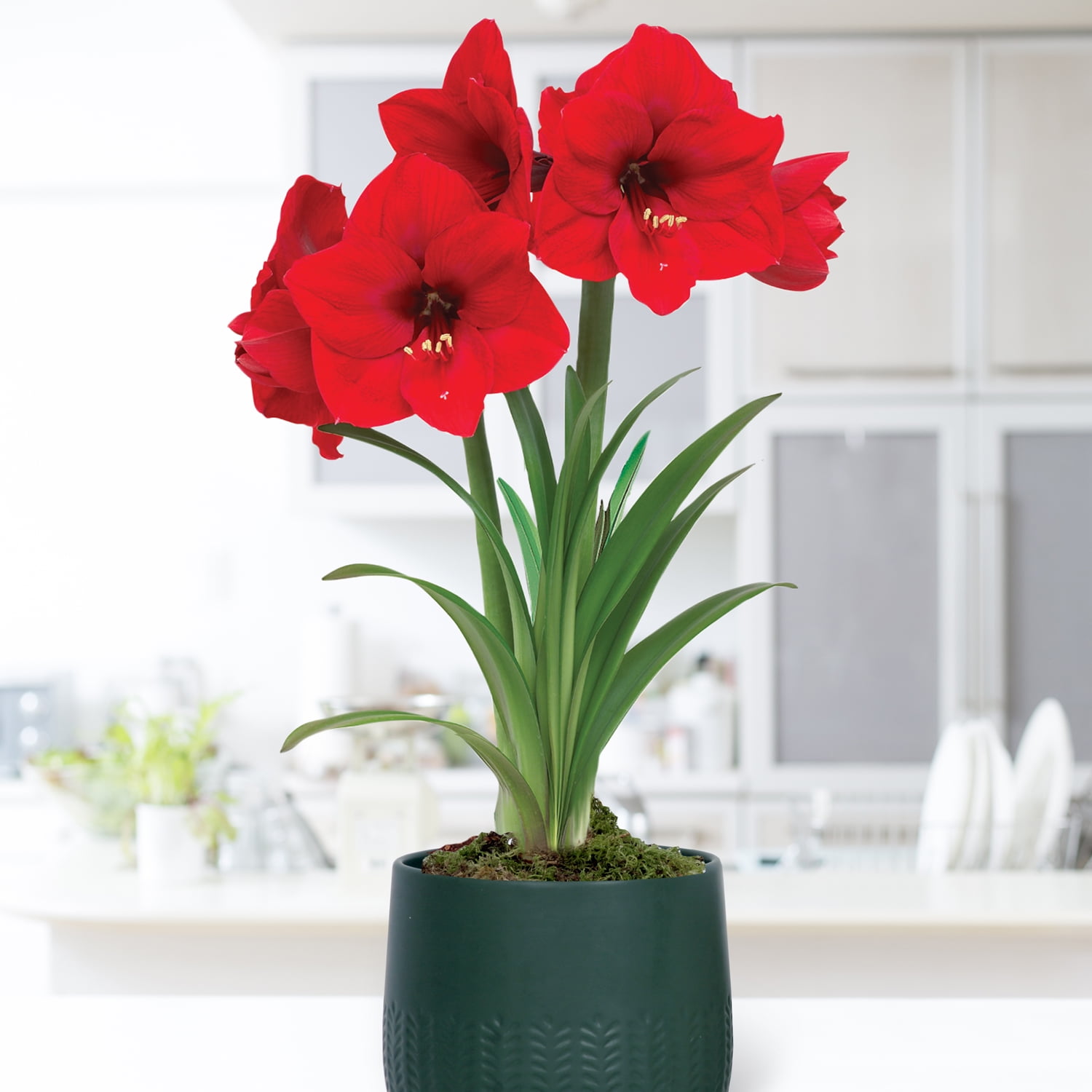 Van Zyverden Pre-Planted Amaryllis Red Lion with Green Cache Ceramic Planter and 1 Bulb Multicolor Partial Sun Perennial Easy to Grow 2 lbs