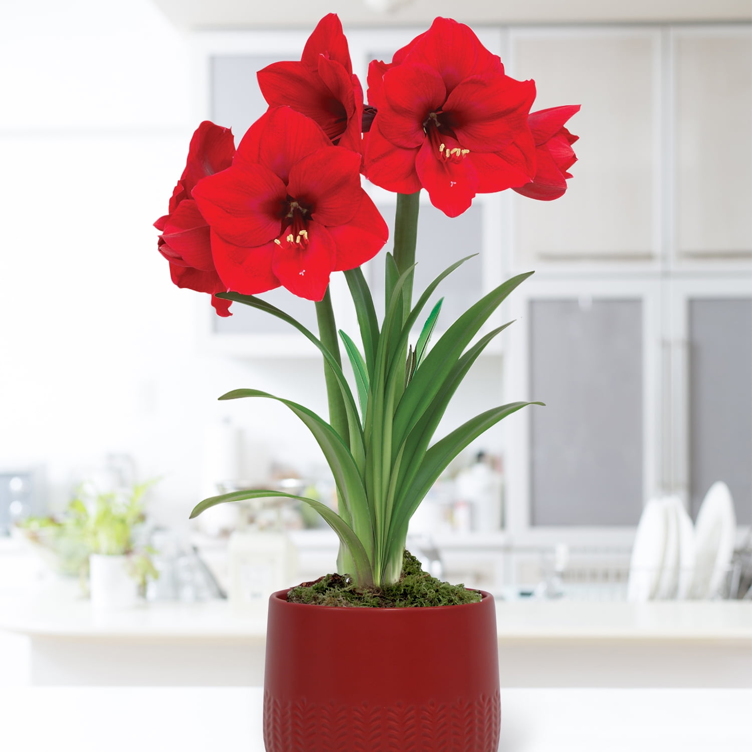 ファッション通販 安い Van Zyverden Pre-Planted Amaryllis Red Lion with Red Cache テープ・マスキングテープ