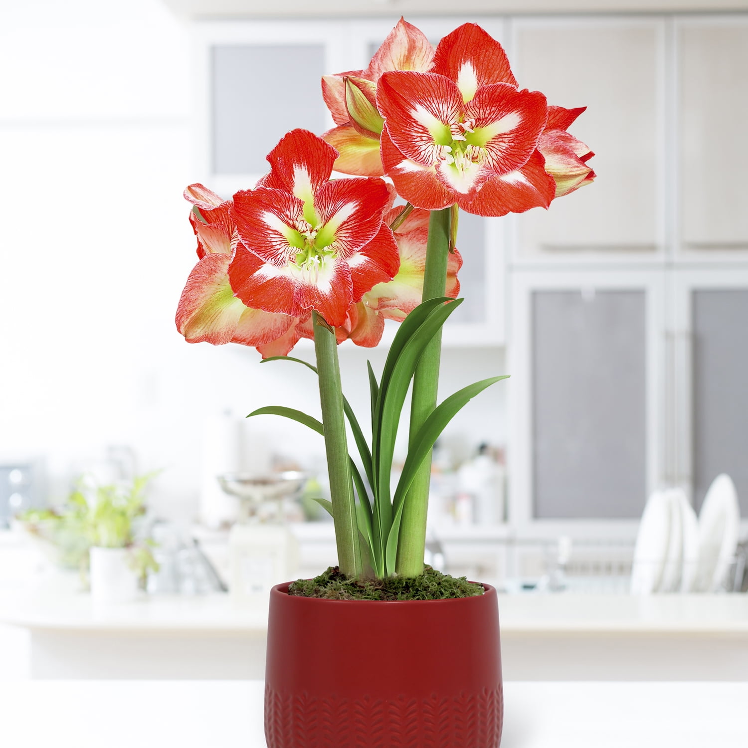 Van Zyverden Pre-Planted Amaryllis Red with Red Cache Ceramic Planter and 1 Bulb Multicolor Partial Sun Perennial Easy to Grow 2 lbs