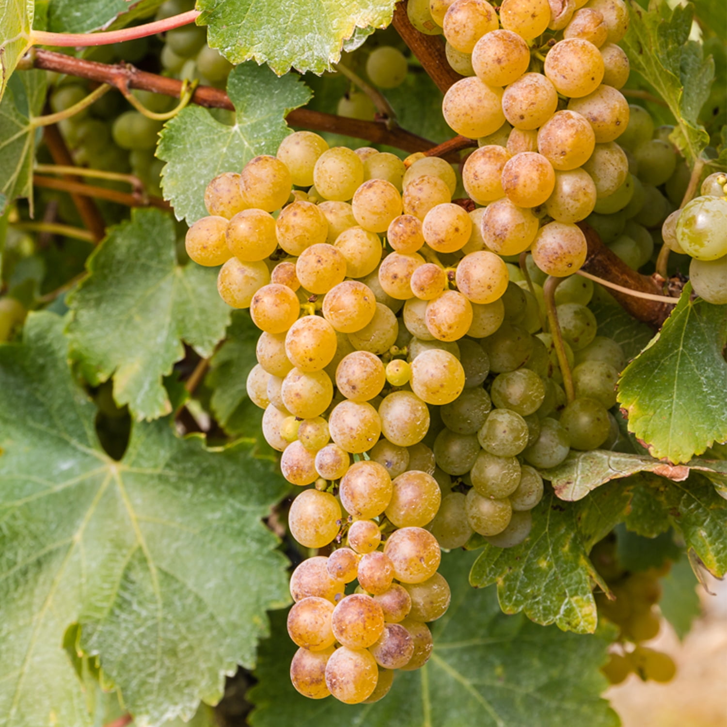 Van Zyverden Premium Bareroot Grape Vine Sauvignon Blanc Set of 1 Plant White Full Sun Perennial Fruiting 1 lb