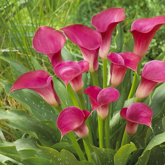 Van Zyverden Premium Callas Pink Jewel, 3 Bulbs, Pink, Partial Sun, Perennial, Flowering, 1lb