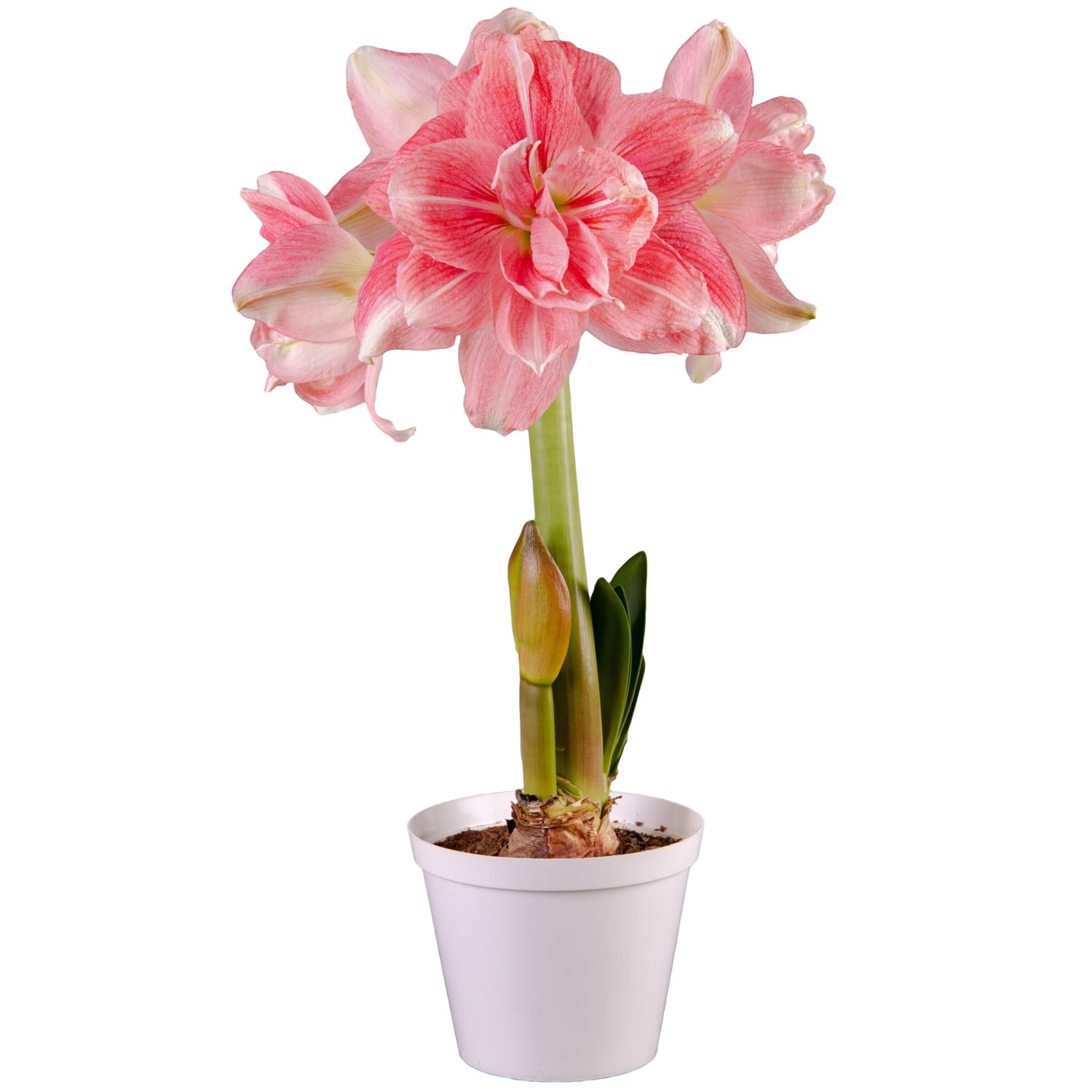 Van Zyverden Premium Fast Track Amaryllis™ Double Time™ Set of 1 Bulb Pink Partial Sun Perennial Flowering 2 lbs