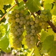 thumbnail image 1 of Van Zyverden Premium Grafted Bareroot Seeded Grape Vine Chardonnay Set of 1 Plant White Full Sun Perennial Fruiting 1 lb, 1 of 6