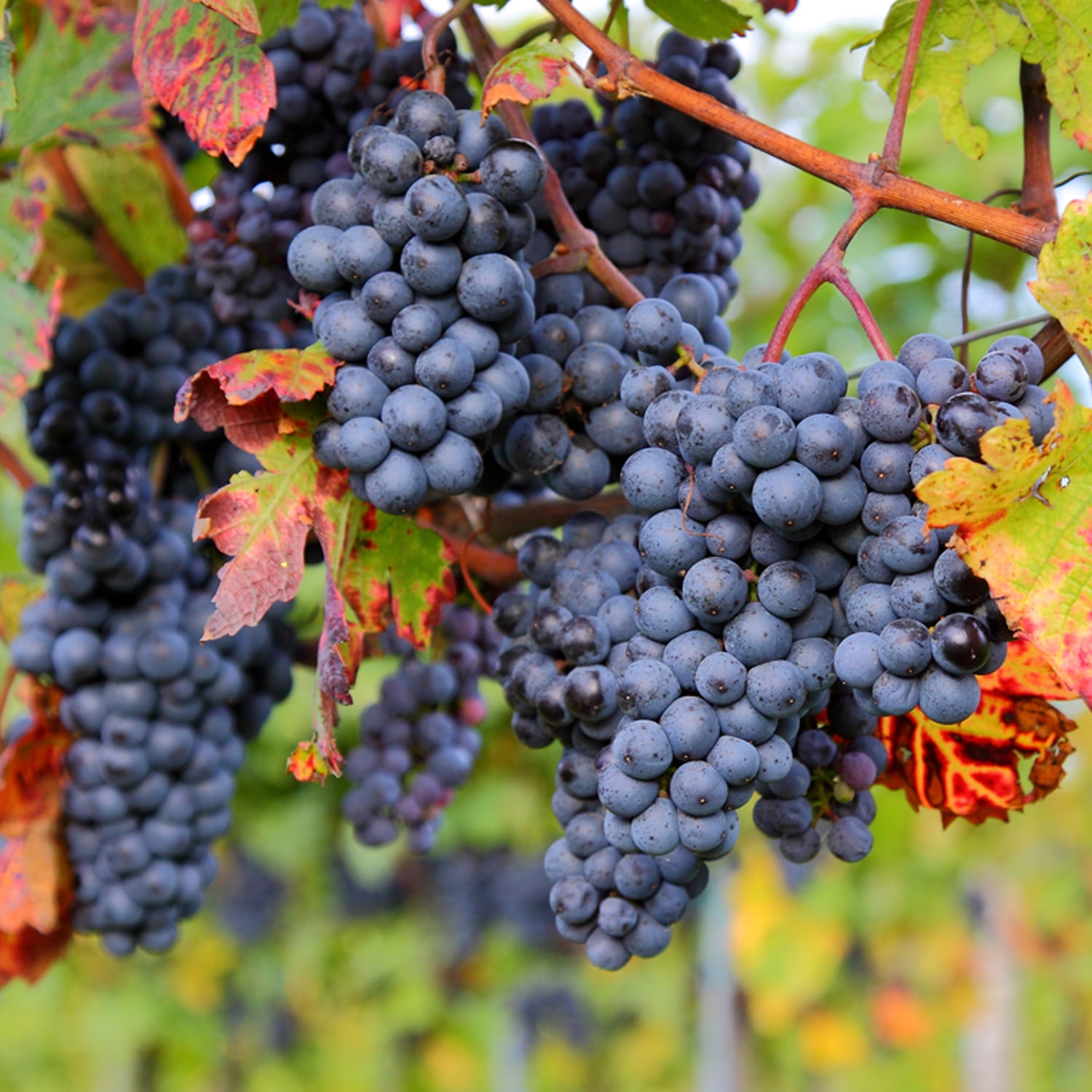 Van Zyverden Premium Grafted Bareroot Seeded Grape Vine Zinfandel Set of 1 Plant White Full Sun Perennial Fruiting 1 lb