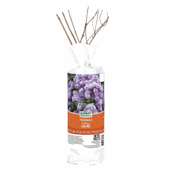 Expert Gardener Lilac Syringa Vulgaris Dormant Bare Root - Purple Perennial for Full Sun