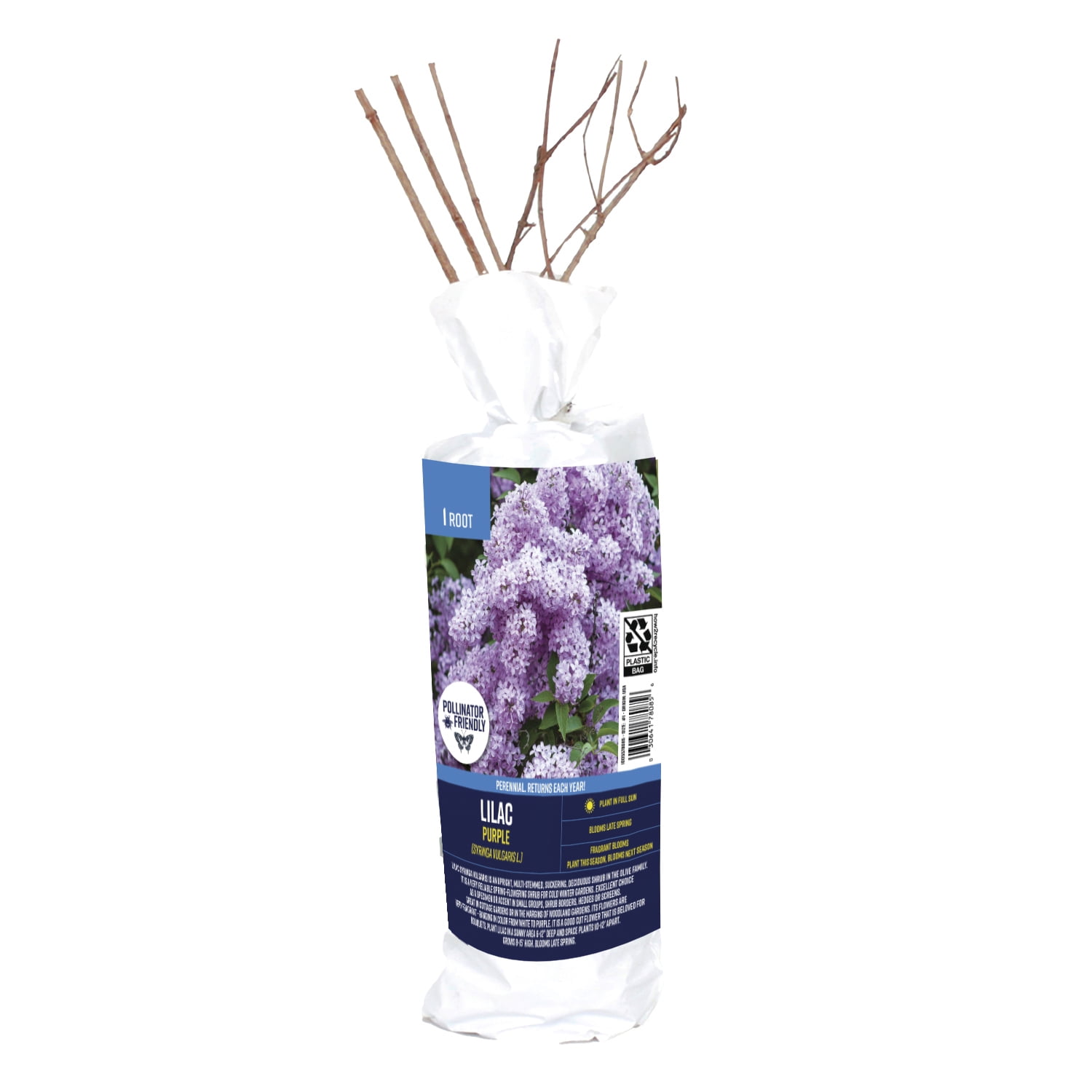 Van Zyverden Purple Lilac (1 Dormant Bare Root) Full Sun