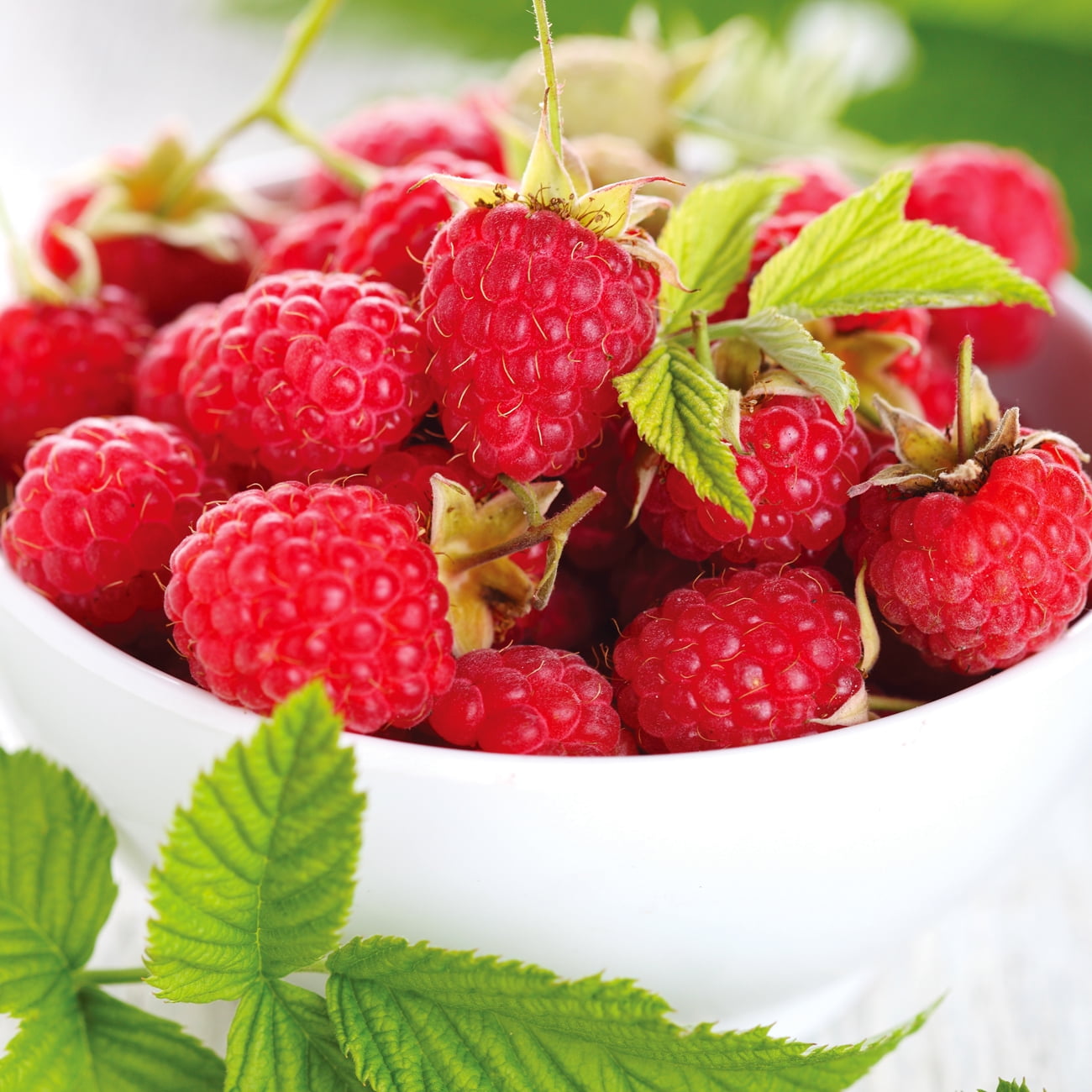 Van Zyverden Raspberry Heritage Dormant Plant Root Full Sun, Red