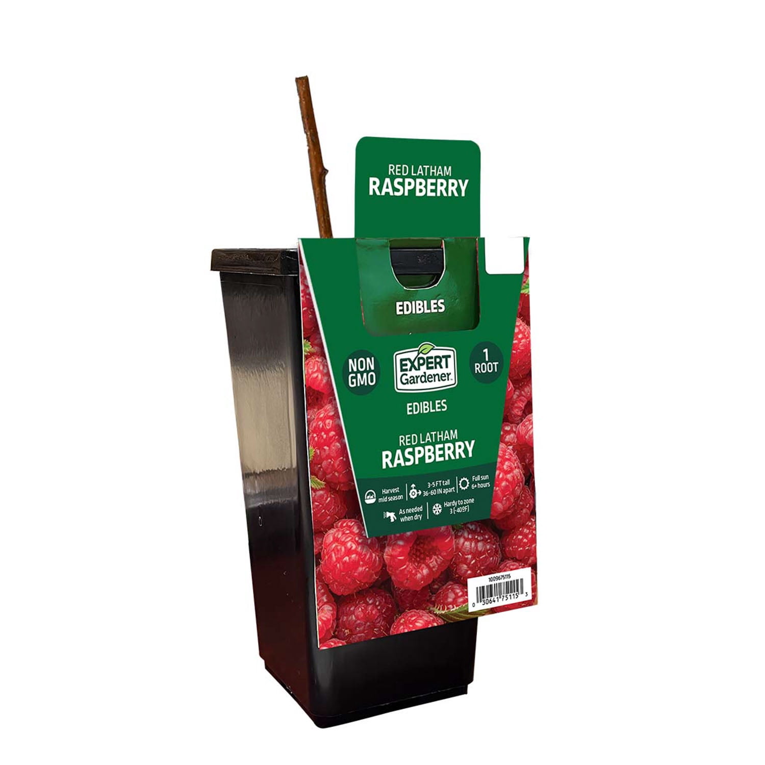 Expert Gardener Raspberry Red Latham Live Plants in Bare Pot, Edible