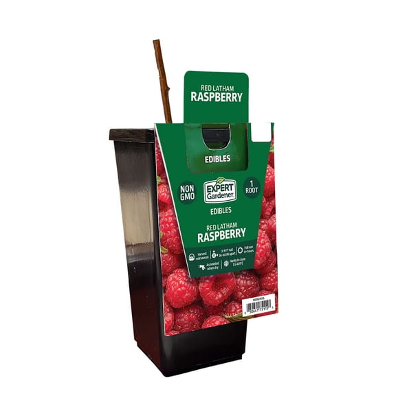 Expert Gardener Raspberry Red Latham Live Plants in Bare Pot, Edible