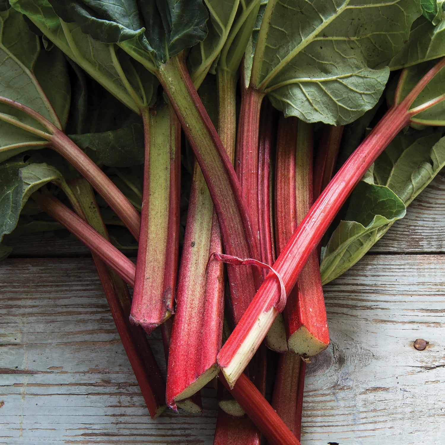 Van Zyverden Rhubarb Victoria Set of 5 Plants White Full Sun Flowering 2 lbs