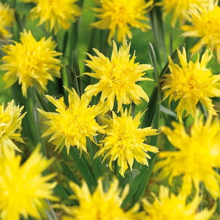 Van Zyverden Rip Van Winkle Plant Bulbs (12 Count) Yellow Partial Sun Perennial Deer Resistant 1 lb