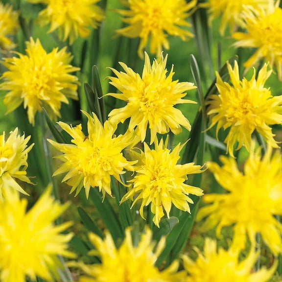 Van Zyverden Rip Van Winkle Plant Bulbs (12 Count) Yellow Partial Sun Perennial Deer Resistant 1 lb